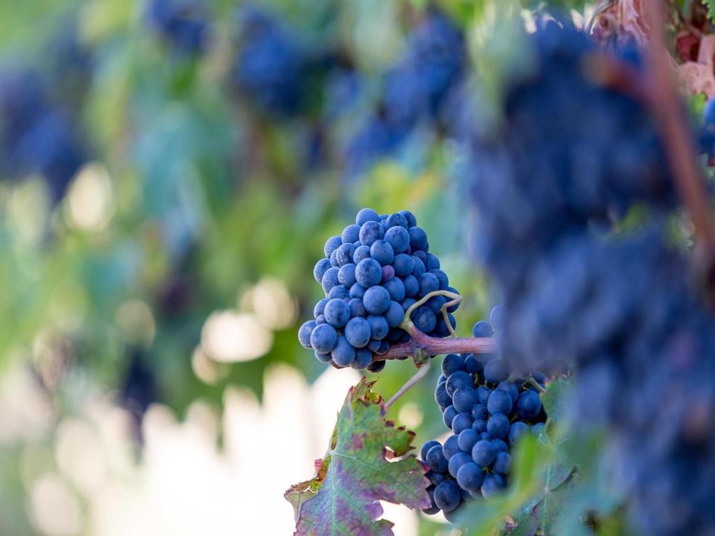 Agriturismo Il Sapore Della Luna Monteprandone Eksteriør bilde